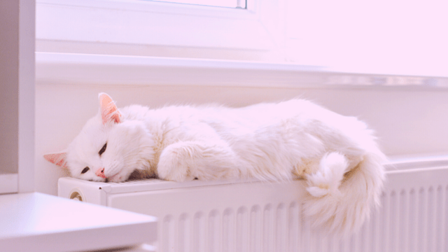 A white cat lounging on the radiator as a representation of staying away from drama